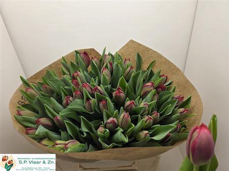 <h4>Tu Du Presto</h4>