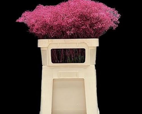<h4>Gyps Klb Fine Cerise</h4>