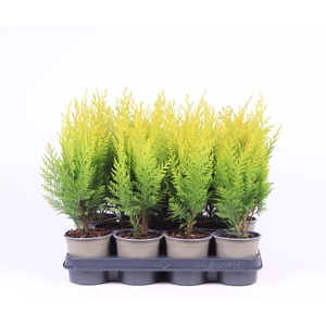 Chamaecyparis lawsoniana 'Stardust'