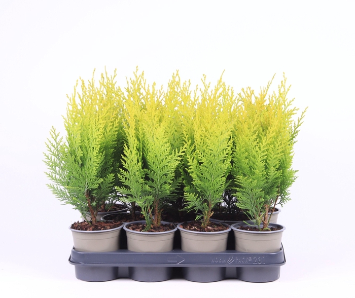 <h4>Chamaecyparis lawsoniana 'Stardust'</h4>