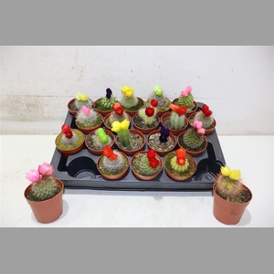 Cactus Versierd