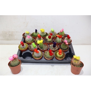 Cactus Versierd