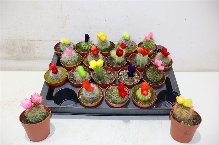 <h4>Cactus Versierd</h4>