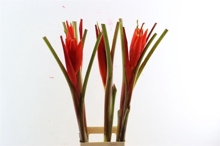 <h4>Musa Coccinea</h4>