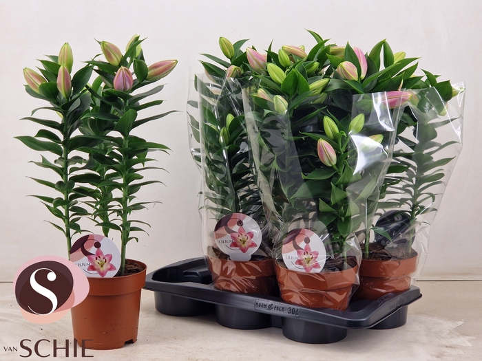 <h4>LIL OR SOUVENIR</h4>