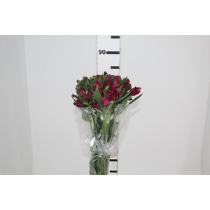 ALSTROEMERIA NAPOLI 080 CM