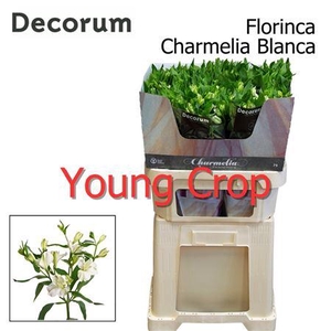 ALST FL CHARME BLANC