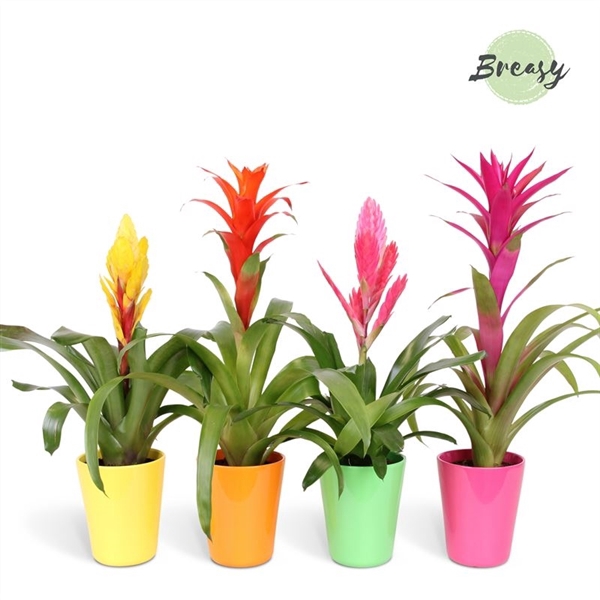 <h4>Bromelia Happy - 12cm in Florence | Mimesis</h4>