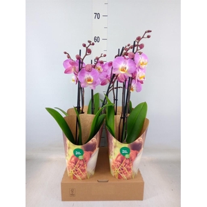 Phalaenopsis   ...rose