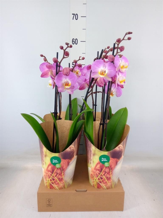 <h4>Phalaenopsis   ...rose</h4>