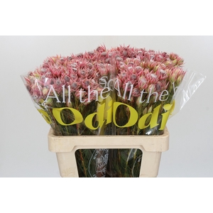 Blushing Bride Pink 6/9 Flowers