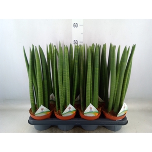 Sansevieria cyl.  ...