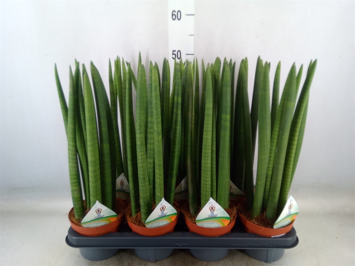 <h4>Sansevieria cyl.  ...</h4>
