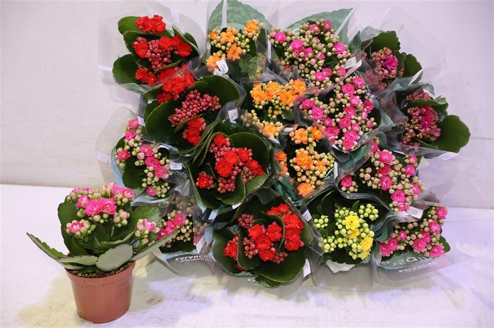 <h4>Kal Ge Ro Gem 5 Kl</h4>