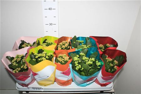 <h4>Kalanchoe Blossfeldiana Gevuld Perfecta Gemengd 5</h4>