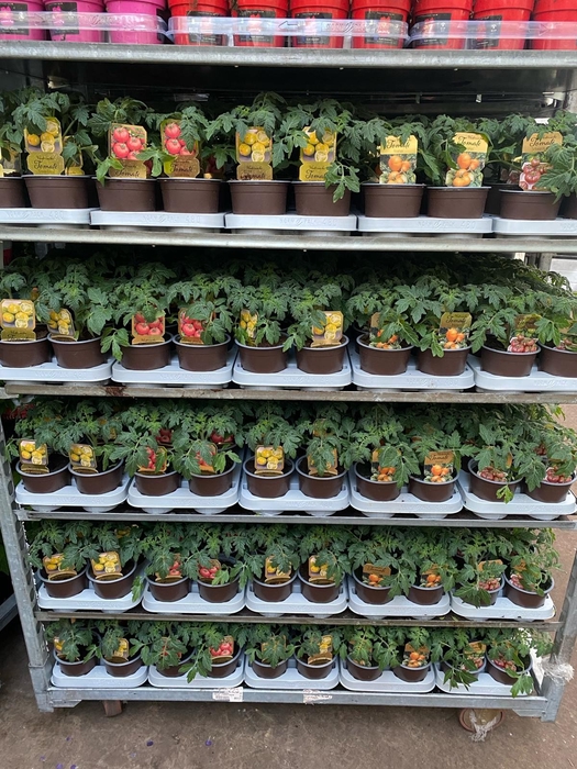 Tomatenplanten Mixlaag