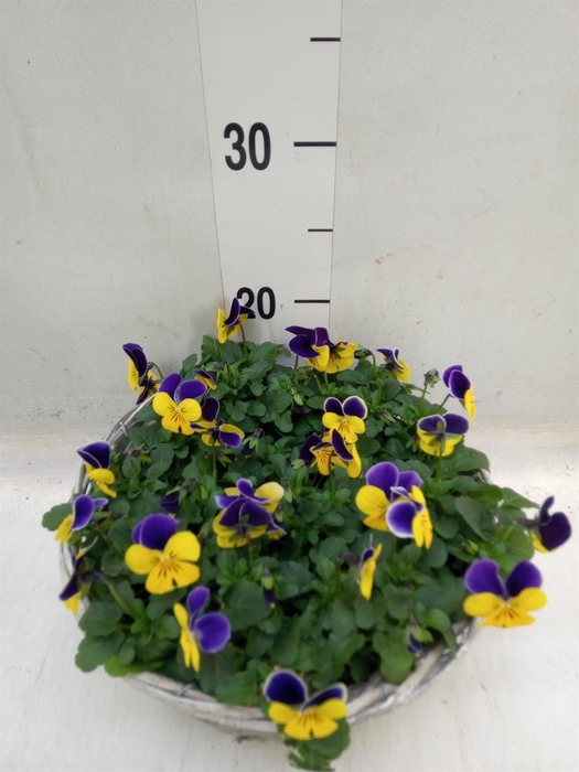 <h4>Viola corn. ...</h4>