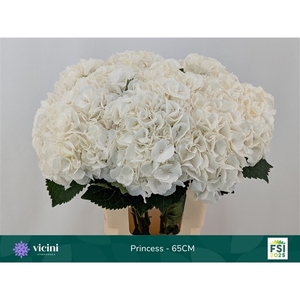 Hydr Princess 65 cm Vicini