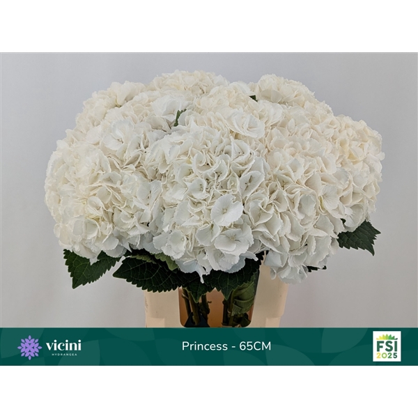<h4>Hydr Princess 65 cm Vicini</h4>
