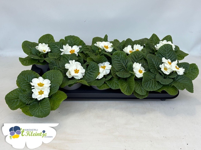 <h4>PRIM AC SAL WHITE</h4>