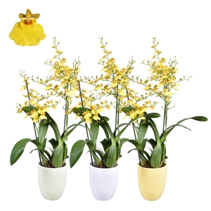 Oncidium Geel 2 Tak Keramiek Easter