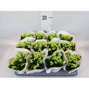 Kalanchoe  'RoseFlow Greta'