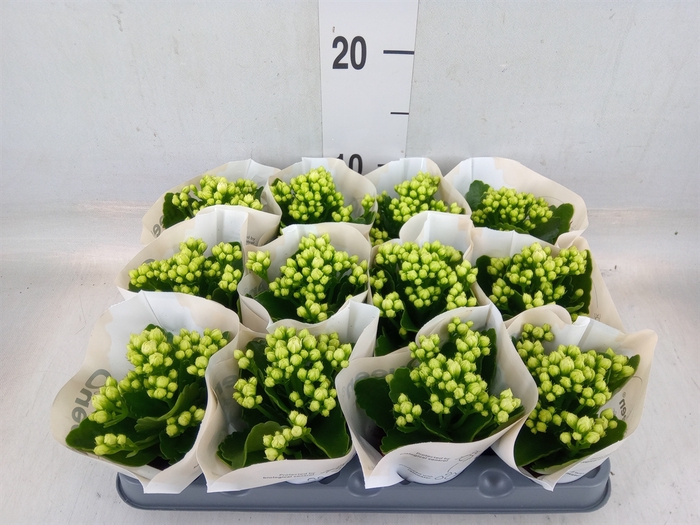 <h4>Kalanchoe  'RoseFlow Greta'</h4>