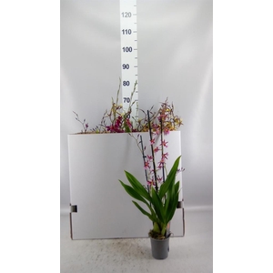Orchideeen   ...mix