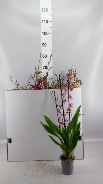 <h4>Orchideeen   ...mix</h4>