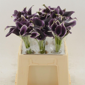 Calla Dubai Night | Dubbelbloemig