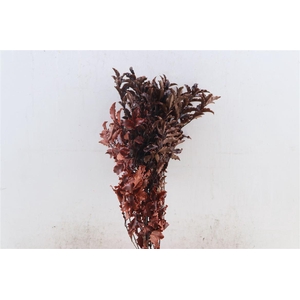 Pres Euca Pitosporum Nigra Red 150gr Bunch