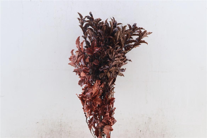 <h4>Pres Euca Pitosporum Nigra Red 150gr Bunch</h4>