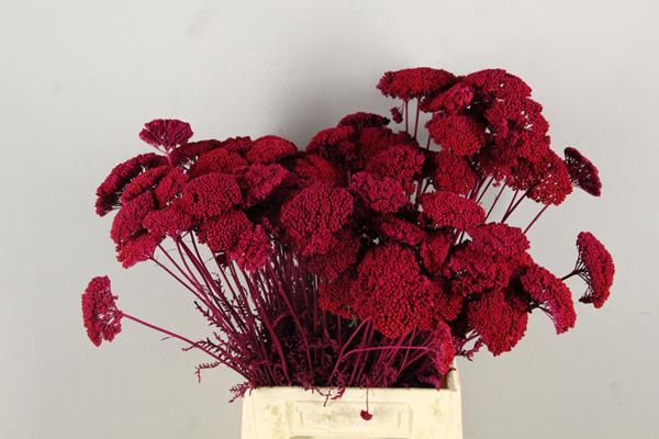 <h4>Df Achillea Paint Bs Cerise</h4>