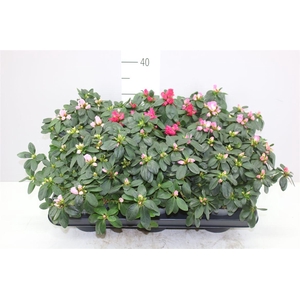 Rhododendron Si Gemengd