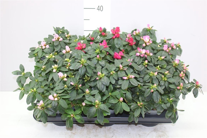 <h4>Rhododendron Si Gemengd</h4>