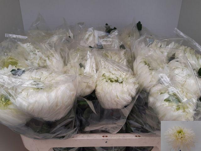 <h4>Chrys 1d Louis Germ</h4>