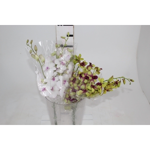 DENPHALAEN MACO MINIMO 30 FLORES