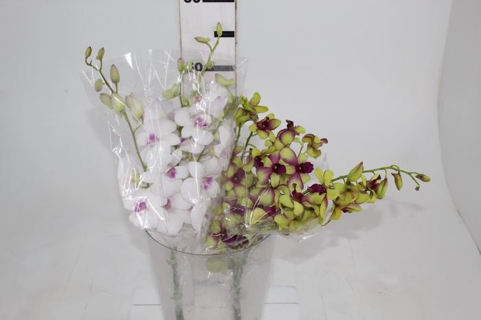 <h4>DENPHALAEN MACO MINIMO 30 FLORES</h4>