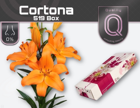 LI LA CORTONA 520 BOX 4+