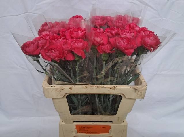 <h4>DI ST CHERRY DAMASC+</h4>
