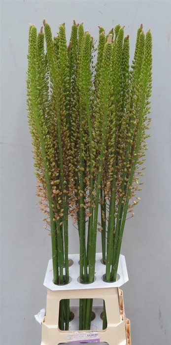 <h4>Eremurus Romance</h4>