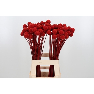 Craspedia Kl Bh Rood Xl