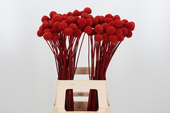 <h4>Craspedia Kl Bh Rood Xl</h4>