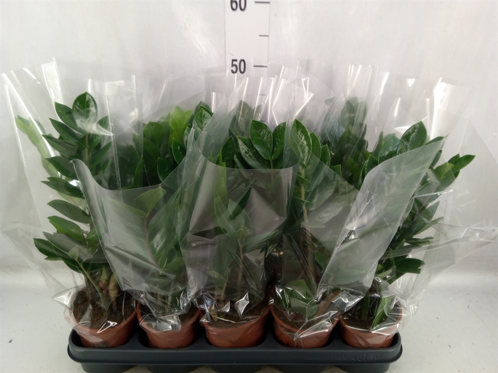 <h4>Zamioculcas zamiifolia</h4>