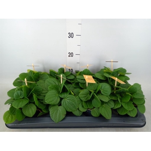 Peperomia albov. 'Rana Verde'