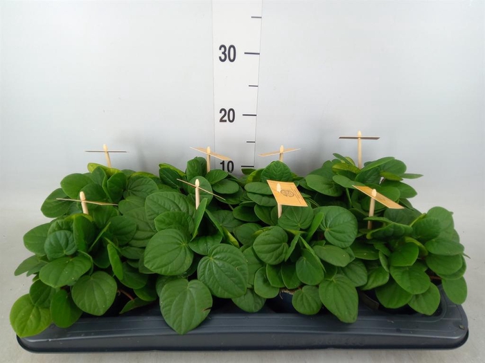 <h4>Peperomia albov. 'Rana Verde'</h4>