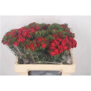 Di Barb Breanthus Amras Red