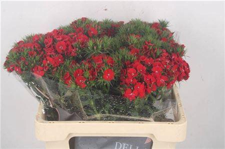 <h4>Di Barb Breanthus Amras Red</h4>