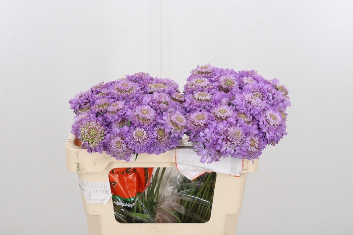 <h4>Scab At Bb Scoop Ube</h4>