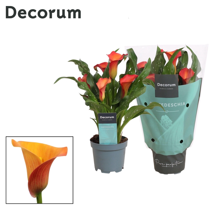 <h4>Zantedeschia (Calla) Oranje (Decorum)</h4>